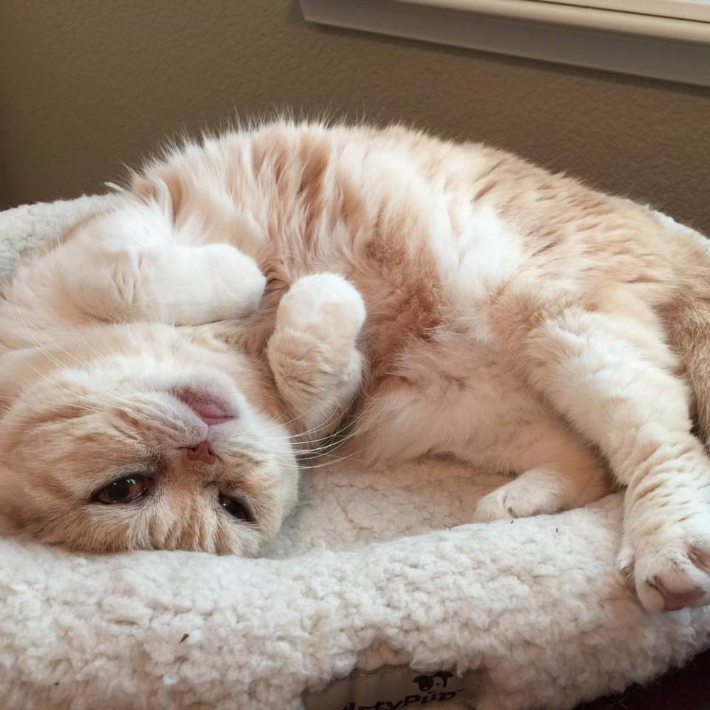 Meet your Posher, Monica